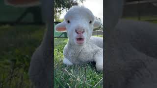 Cute goat 🐐 #funny #trending #viral #cute #baby #shorts