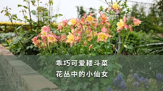 【海媽植物推薦26】乖巧可愛耬斗菜，花叢中的小仙女|Cute Aquilegia