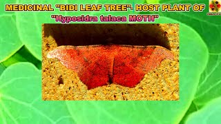 MEDICINAL “BIDI LEAF TREE”- HOST PLANT OF “Hyposidra talaca MOTH” BLACK LOOPER, INCH WORM. Apta Tree