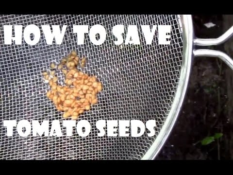 How to Save Tomato Seeds for Personal Use. Step by step instructions. How to Save Tomato Seeds for Personal Use. Step by step instructions.