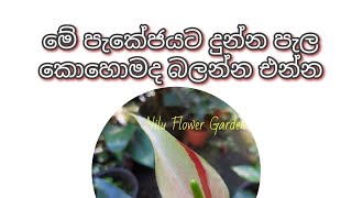 පැකේජයට දුන්න පැල කොහොමද බලන්න එන්න #niluflowergarden #anthurium #flower #houseplants #smallbusiness