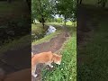 雨上がりの河川敷散歩をする柴犬マメ