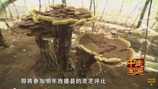 特产新发现 系列片（7） 宜城灵芝深山寻 【走遍中国20150629】720P