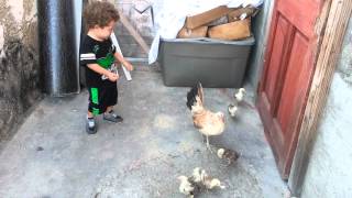 Gio chasing chicks.