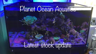 More marine fish and corals for your reef aquarium