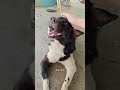 overcoming my fear of dogs🐶 第一只跟我亲近的狗狗 dog shorts short dogtraining dogvideos cute cutepets