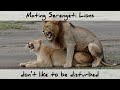 Mating Serengeti Lions don't like to be disturbed (Censored by YouTube - 4K)