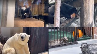 レッサーパンダ　マレーグマ🐻ホッキョクグマ🐻‍❄️ゼニガタアザラシ🦭　7月4日 上野動物園