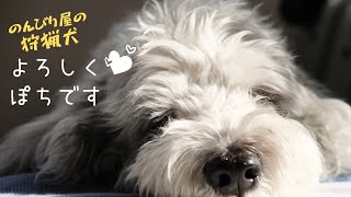 のんびり屋の狩猟犬  プチバセットグリフォンバンデーンの『ぽち』よろしくね💕