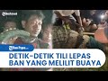 Detik-detik Seorang Pria Lepas Ban yang Melilit di Leher Buaya, Digergaji dan Dibantu Warga Lain