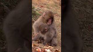 Japanese macaque in Arashiyama, Kyoto #shorts  Monkey videos