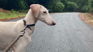 6 Months Old Already!! 🐾 | Mudhol Hound | Native Breed ♥️