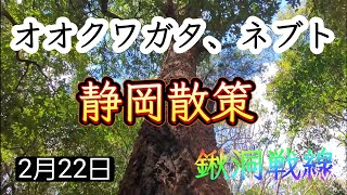 【クワガタ採集】オオクワガタ、ネブト、静岡散策