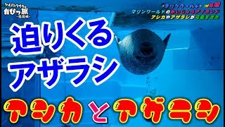 【たびたび】かいじゅうアイランドのアザラシが可愛すぎた‼