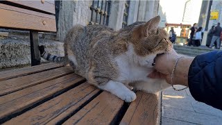 A Stray Cat suddenly Attacked for no reason and bit my hand.