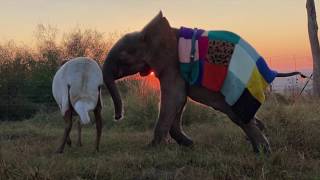 Khanyisa is back to her old healthy self! She enjoyed the sunrise with Lammie and friends!