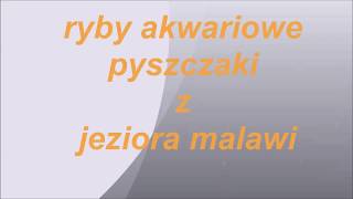 ryby akwariowe pyszczaki z jeziora malawi - wszystko o pyszczakach