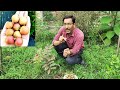 इस लोंगान की वैरायटी से एक पेड़ से साल में कमाई होगी 50000 हजार रूपए ruby longan growing tips