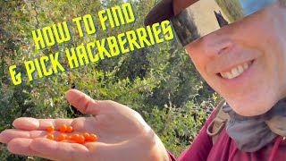 How to Find \u0026 Pick Hackberries