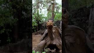 the story of Lonesome George The Tortoise #shorts