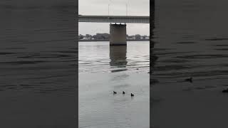 Gentle Waters \u0026 Graceful Birds Relaxing River Moments #trending #shorts #shortvideo