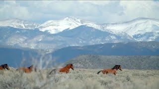 'Horror': wildlife advocates harshly criticize planned mustang capture