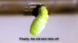 Metamorphosis From Caterpillar To Butterfly