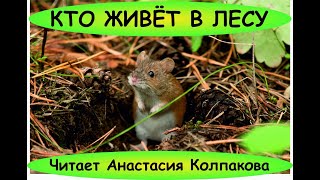 кто живет в лесу   лесная мышь