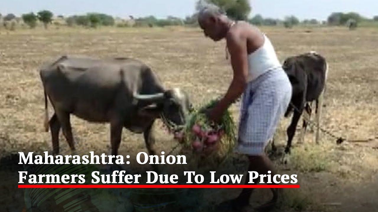 Maharashtra's Onion Farmers Suffer After Price Crash - YouTube