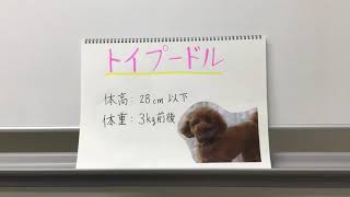 愛犬家住宅 トイプードル 暮らし