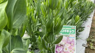 トルコキキョウの蕾を摘心してみます。どうなるのでしょうか？2023.05.19