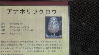 【大宮公園小動物園】アナホリフクロウの子供たち　★2022.8.5★