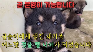 수컷같은 타고난 골격의 진돗개 곰순이에게 생긴 새가족 곧 젖을 떼는 시기가 됩니다