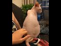 scratching a sphinx cats back