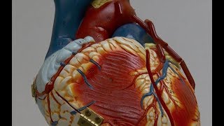 Tips For Taking Care Of Your Heart