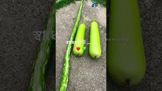 5 feet or 60 inches long Squash || ৫ ফুট লম্বা লাউ || Alhumdulillah ❤️💚 ||