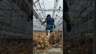 きゅうりのお片付け！！🎥動画提供🎥さくらい農園/桜井菜摘/静岡県焼津市/🍅🥒さん。（カット、BGM編集済み） #農業 #agriculture #shorts #farmer #きゅうり #片付け