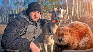 Волки съели домашнюю свинью, а хуторяне съели дикого бобра. На поиске свиньи поставили крест