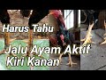 Info Jalu Ayam Aktif Kiri Kanan _Kandang Jago Ulit