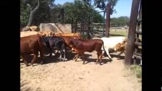 RLMS 2015 -089 Wedza: 61 Heifers ESTLW 235 (180-260)MT