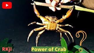 मीठे पानी के केकड़े की शक्ति || Freshwater Indian Crab|| Power of Indian river crab||