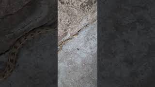 Buff Striped keelback snake