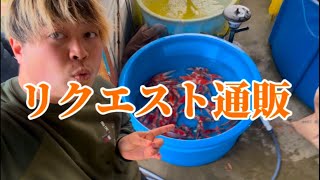 【遼河鯉庵】 やべぇ、焼肉代稼がせて！！欲しい鯉おる？