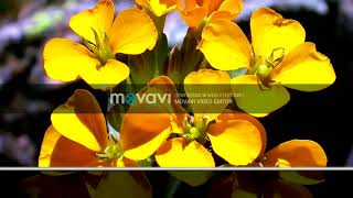 Enya - Flora's Secret for 30 mins