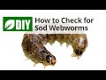 How to Check for Sod Webworm Damage