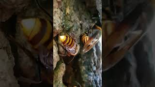 (자막 있음) 넓적사슴벌레 vs 장수말벌 ヒラタクワガタ vs オオスズメバチ Stag Beetle vs Asian Giant Hornet