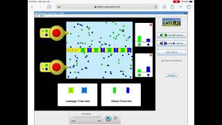 PhET Simulation - Diffusion Activity (Part 1)