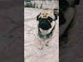 cutiepug 🐕😀🤣😂🥰 dog#shorts#shorts #cute#viral   #funny  #pug dog 2023