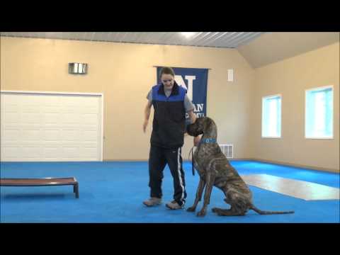 Wellington (Great Dane) Boot Camp Dog Training Video Wellington (Great Dane) Boot Camp Dog Training Video