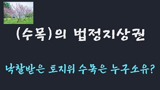 경매로 낙찰 받은 토지위 수목은 누구 소유일까?/토지 경매시 수목을 입찰외로 처리하는 이유?/ 수목의 법정지상권